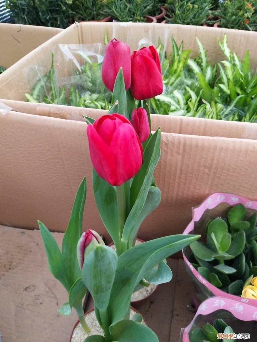 各种花卉养殖知识介绍,养花20年,总结18种常见花卉的生活习性,推荐给你看看!