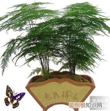 不收藏是你的损失 家庭养花小知识,想养花,先了解这17种