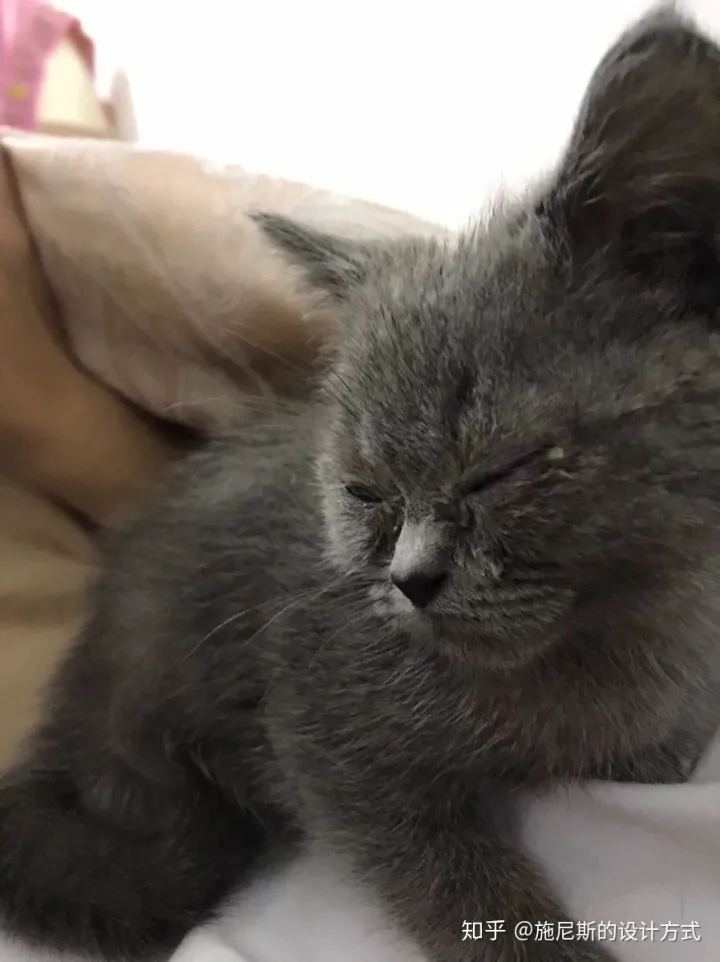 猫咪感冒了在家怎么治,小猫打喷嚏流鼻涕?
