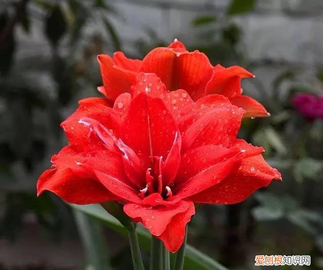 花卉与盆景,想要让盆栽花卉全年都有花看,这18种就不要错过