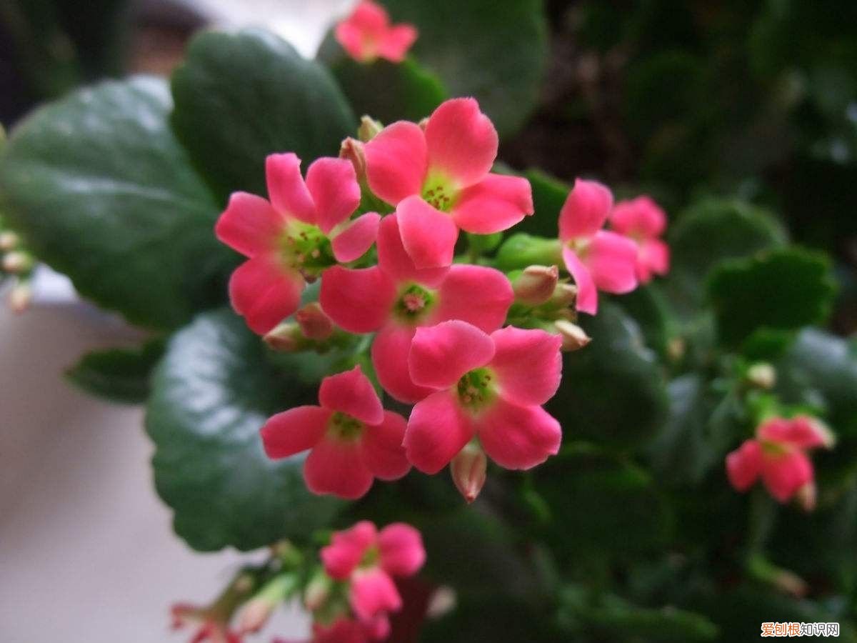花卉与盆景,想要让盆栽花卉全年都有花看,这18种就不要错过