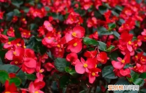 花卉与盆景,想要让盆栽花卉全年都有花看,这18种就不要错过