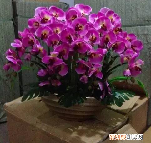 花卉与盆景,想要让盆栽花卉全年都有花看,这18种就不要错过