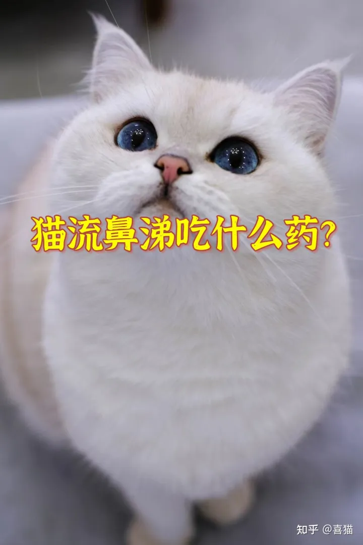 猫咪感冒流浓鼻涕吃什么药好,猫咪流鼻涕什么原因?吃什么药?