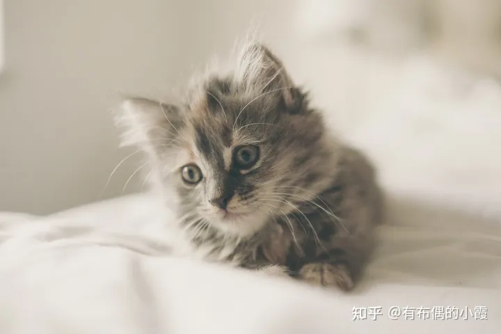 猫流脓鼻涕一定是猫鼻支吗,猫咪流鼻涕是什么原因?小心是猫鼻支!