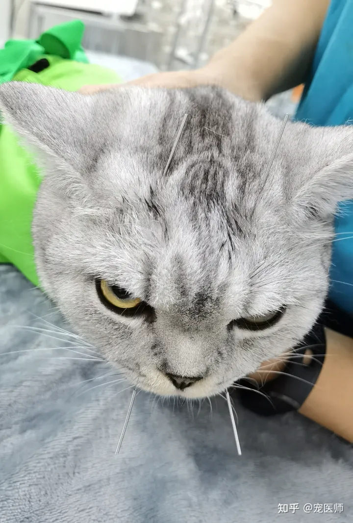 猫打喷嚏喷出鼻涕正常吗怎么治疗,猫咪出现一些打喷嚏、流鼻涕、咳嗽等症状时,主人需要做什么?