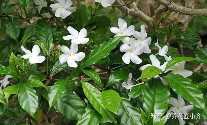 一年四季开花的植物,盘点18种四季开花植物,只要一个“条件”合适,就能全年花开不断