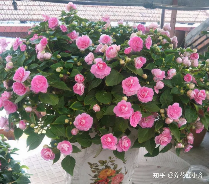 一年四季开花的植物,盘点18种四季开花植物,只要一个“条件”合适,就能全年花开不断