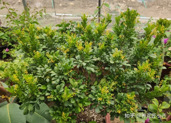 一年四季开花的植物,盘点18种四季开花植物,只要一个“条件”合适,就能全年花开不断