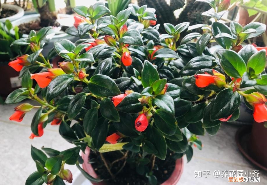 一年四季开花的植物,盘点18种四季开花植物,只要一个“条件”合适,就能全年花开不断