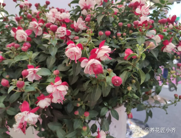 一年四季开花的植物,盘点18种四季开花植物,只要一个“条件”合适,就能全年花开不断