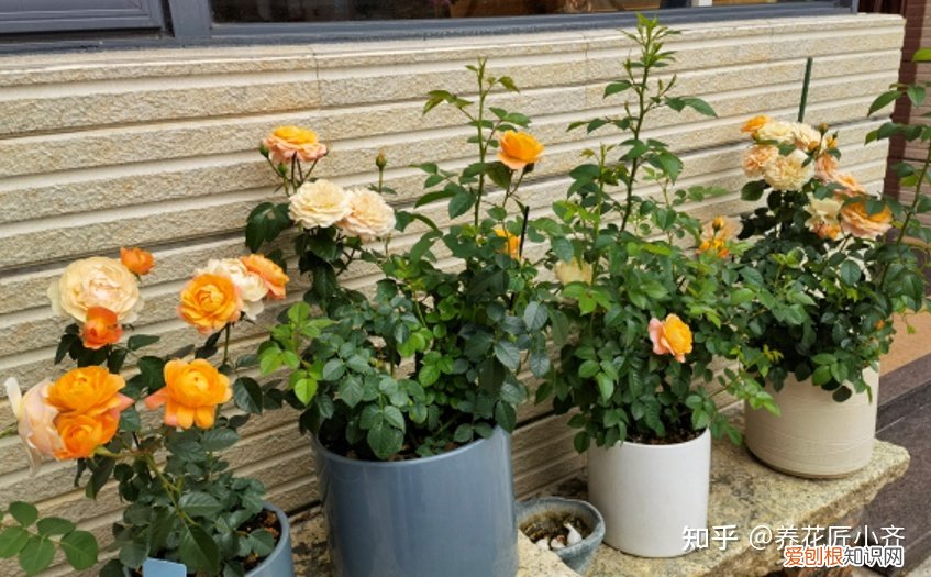 一年四季开花的植物,盘点18种四季开花植物,只要一个“条件”合适,就能全年花开不断