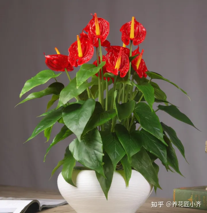一年四季开花的植物,盘点18种四季开花植物,只要一个“条件”合适,就能全年花开不断