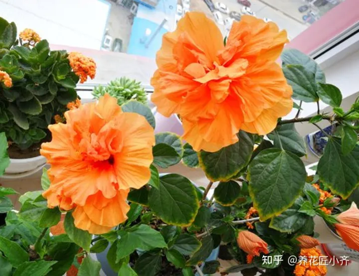一年四季开花的植物,盘点18种四季开花植物,只要一个“条件”合适,就能全年花开不断