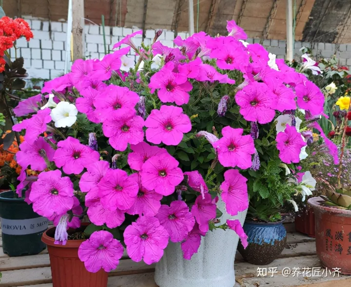 一年四季开花的植物,盘点18种四季开花植物,只要一个“条件”合适,就能全年花开不断
