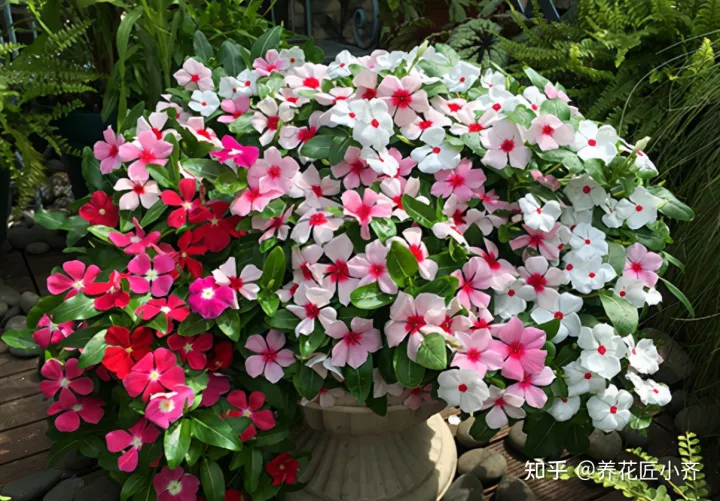 一年四季开花的植物,盘点18种四季开花植物,只要一个“条件”合适,就能全年花开不断