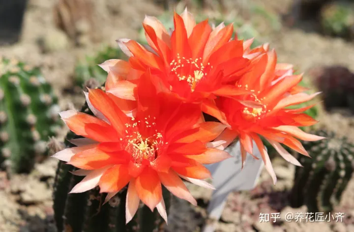 一年四季开花的植物,盘点18种四季开花植物,只要一个“条件”合适,就能全年花开不断