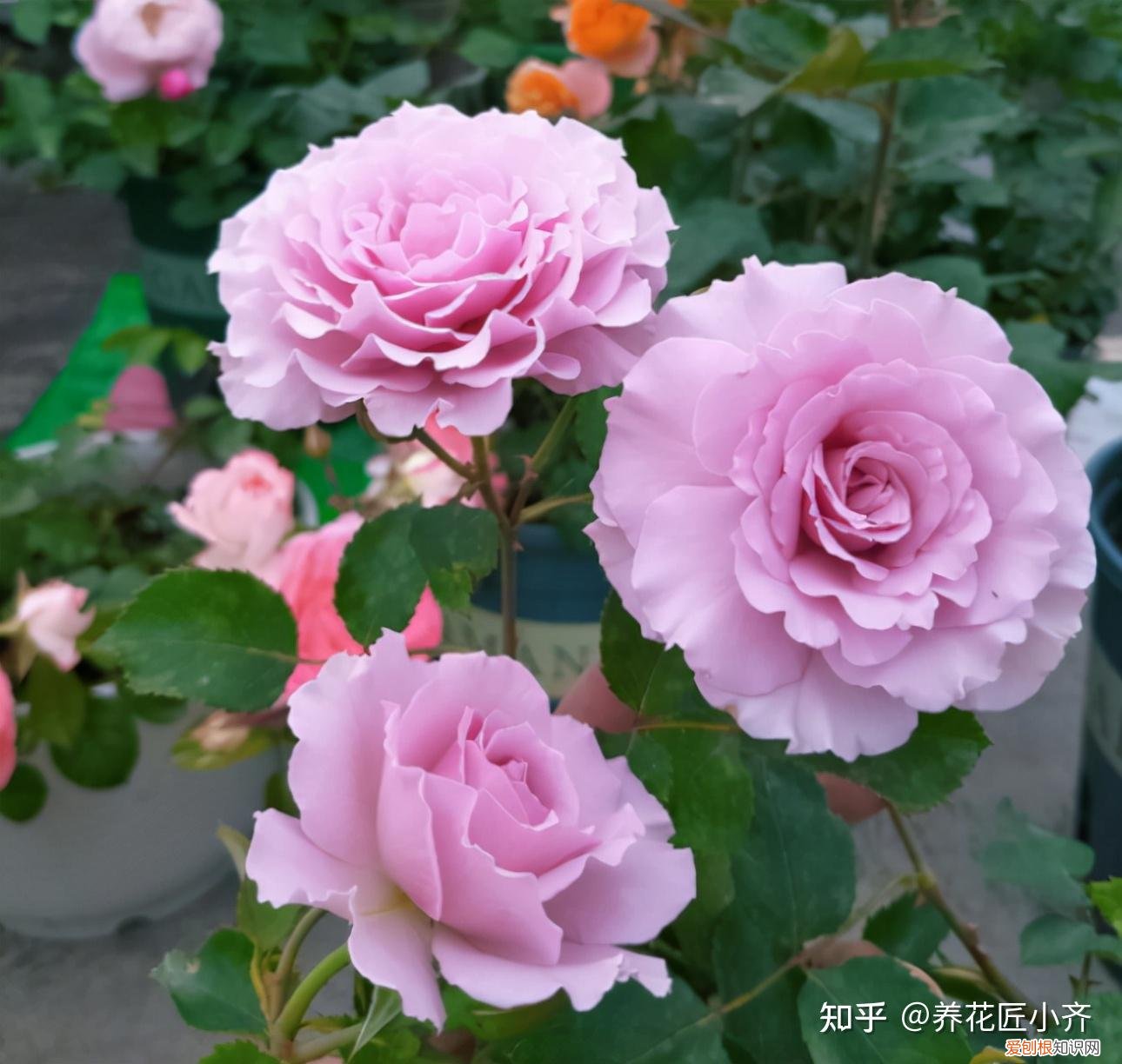 一年四季开花的植物,盘点18种四季开花植物,只要一个“条件”合适,就能全年花开不断