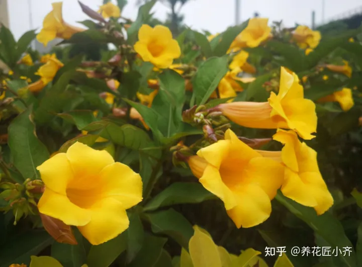 一年四季开花的植物,盘点18种四季开花植物,只要一个“条件”合适,就能全年花开不断