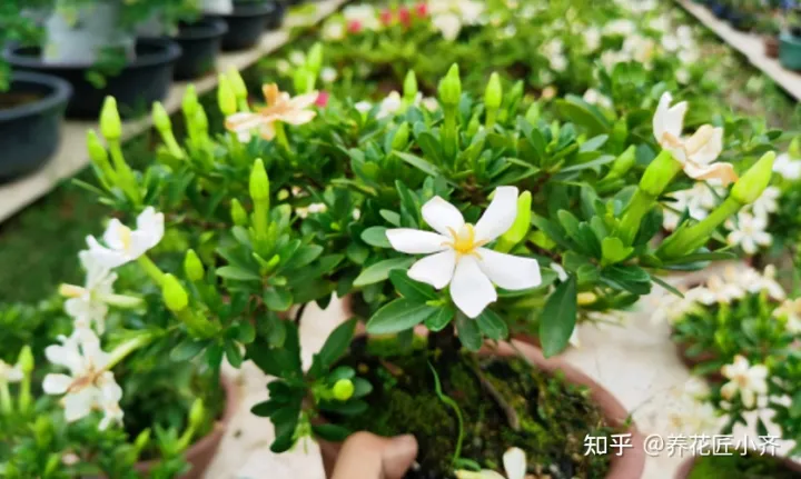 一年四季开花的植物,盘点18种四季开花植物,只要一个“条件”合适,就能全年花开不断