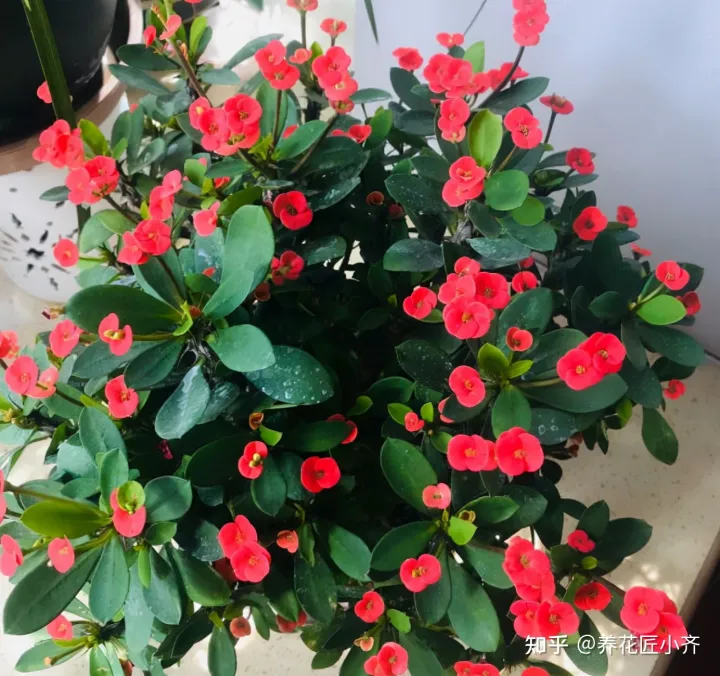 一年四季开花的植物,盘点18种四季开花植物,只要一个“条件”合适,就能全年花开不断