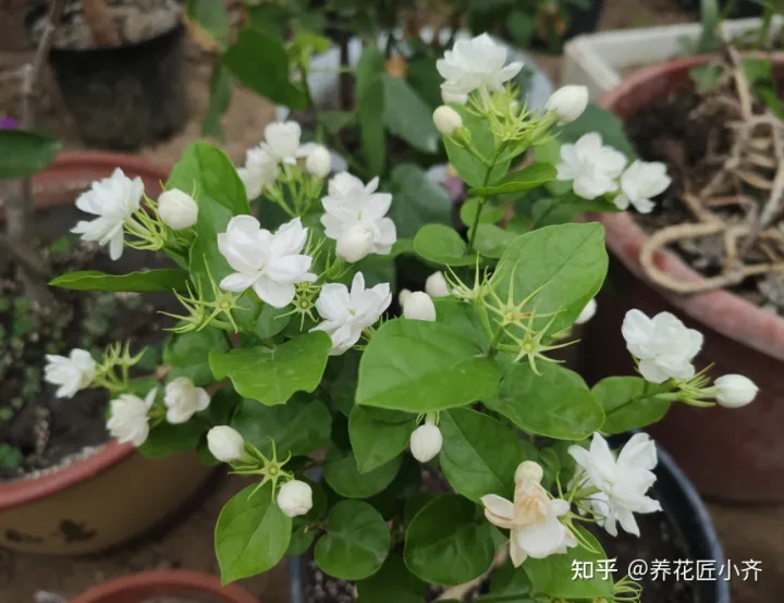 一年四季开花的植物,盘点18种四季开花植物,只要一个“条件”合适,就能全年花开不断
