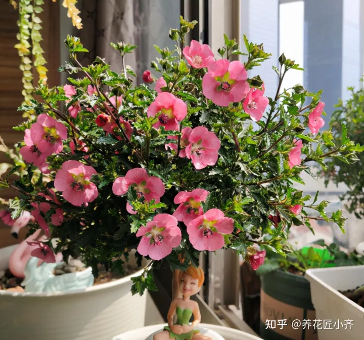 一年四季开花的植物,盘点18种四季开花植物,只要一个“条件”合适,就能全年花开不断