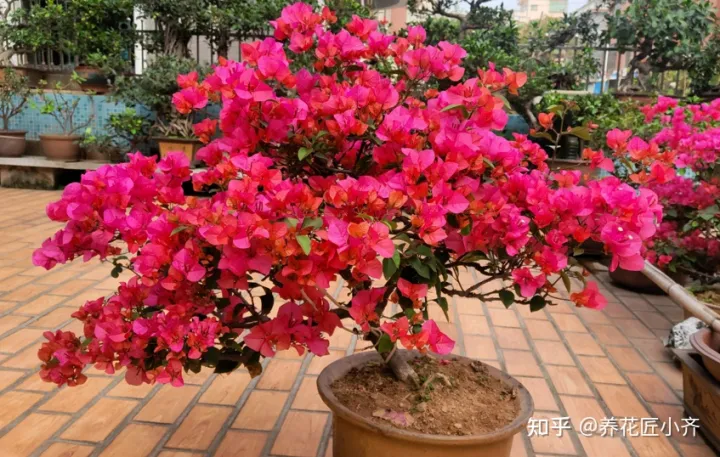 一年四季开花的植物,盘点18种四季开花植物,只要一个“条件”合适,就能全年花开不断