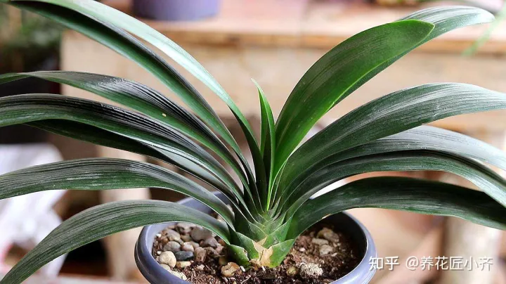 女人吃什么花最好,想要养好花,先懂花儿想“吃啥”,你“学会了”?哎!