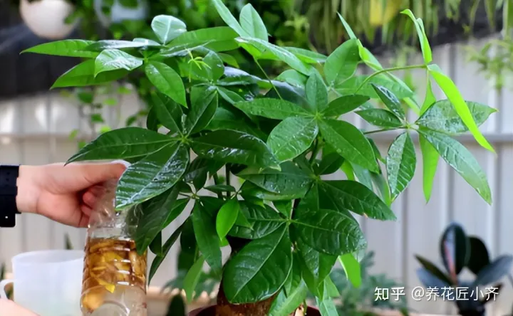 女人吃什么花最好,想要养好花,先懂花儿想“吃啥”,你“学会了”?哎!