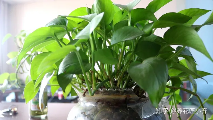 女人吃什么花最好,想要养好花,先懂花儿想“吃啥”,你“学会了”?哎!