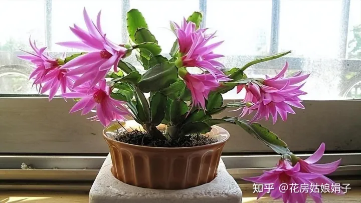 双十一种草推荐,双11值得买的花草清单,这18种花不错,都是值得入手的“吉祥花”