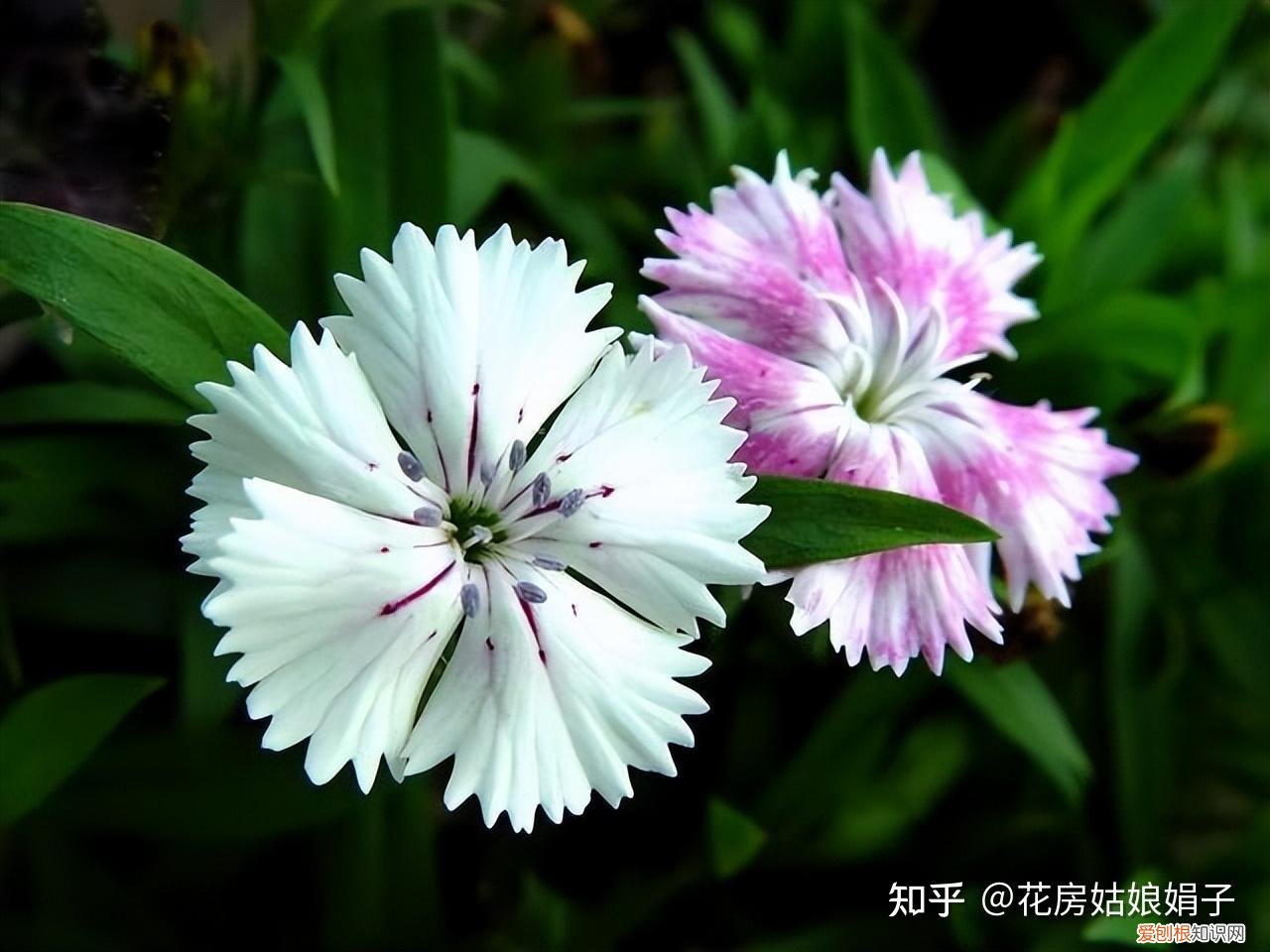 双十一种草推荐,双11值得买的花草清单,这18种花不错,都是值得入手的“吉祥花”