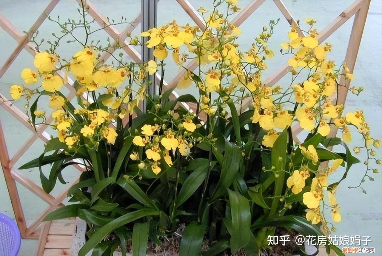 双十一种草推荐,双11值得买的花草清单,这18种花不错,都是值得入手的“吉祥花”