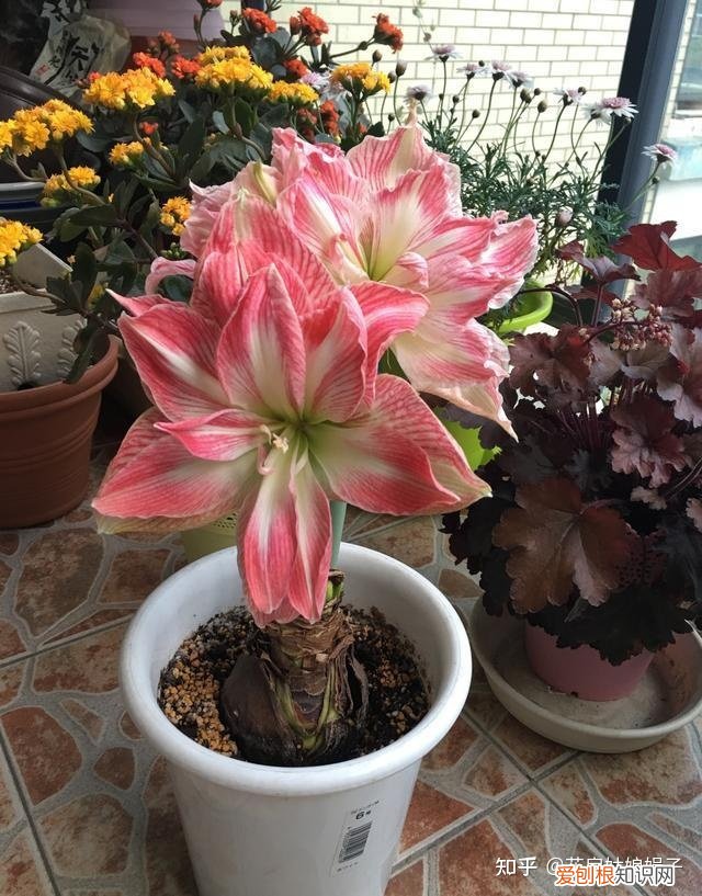 双十一种草推荐,双11值得买的花草清单,这18种花不错,都是值得入手的“吉祥花”