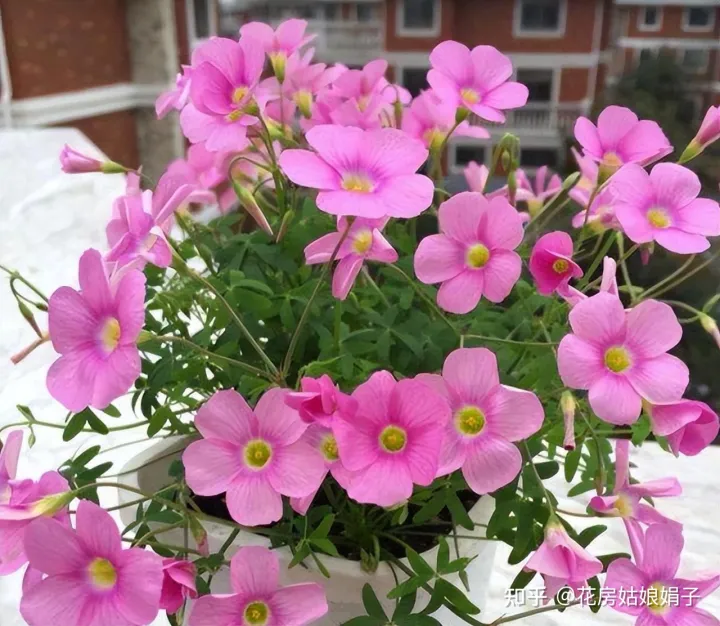 双十一种草推荐,双11值得买的花草清单,这18种花不错,都是值得入手的“吉祥花”