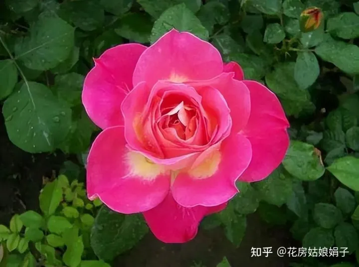 双十一种草推荐,双11值得买的花草清单,这18种花不错,都是值得入手的“吉祥花”