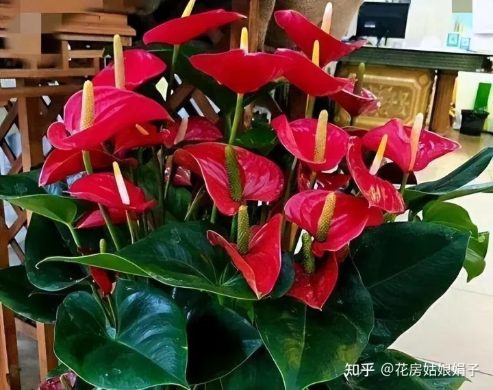双十一种草推荐,双11值得买的花草清单,这18种花不错,都是值得入手的“吉祥花”
