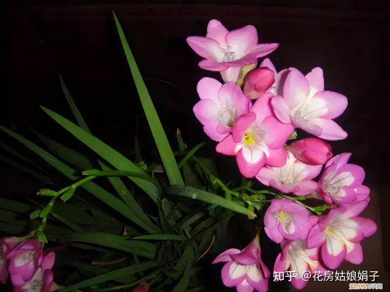 双十一种草推荐,双11值得买的花草清单,这18种花不错,都是值得入手的“吉祥花”