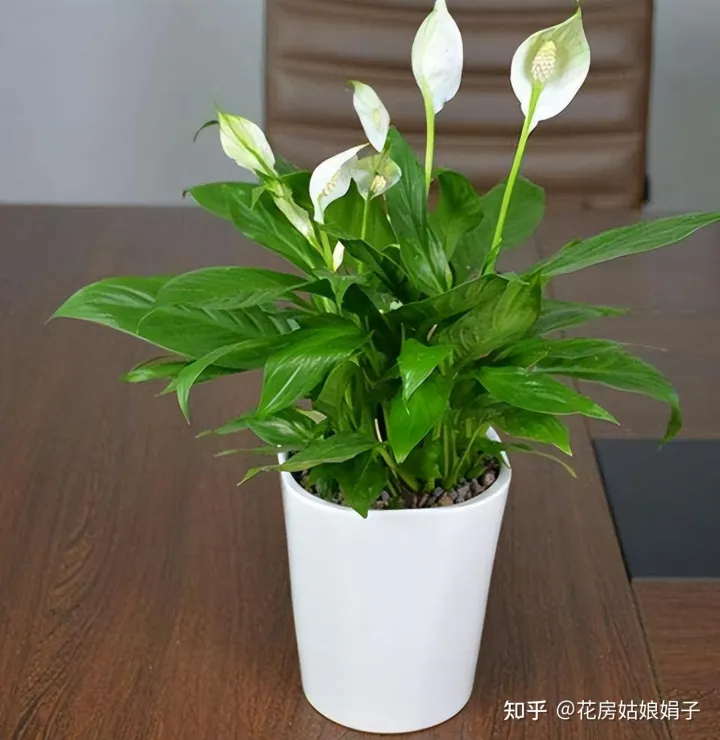 双十一种草推荐,双11值得买的花草清单,这18种花不错,都是值得入手的“吉祥花”