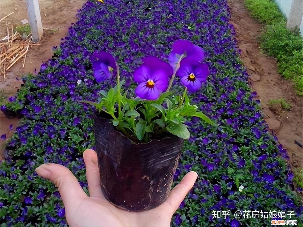 双十一种草推荐,双11值得买的花草清单,这18种花不错,都是值得入手的“吉祥花”