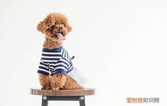 小泰迪难过的表现有哪些 小泰迪难过的表现