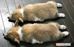 不爱掉毛的犬 不列塔尼猎犬掉毛不