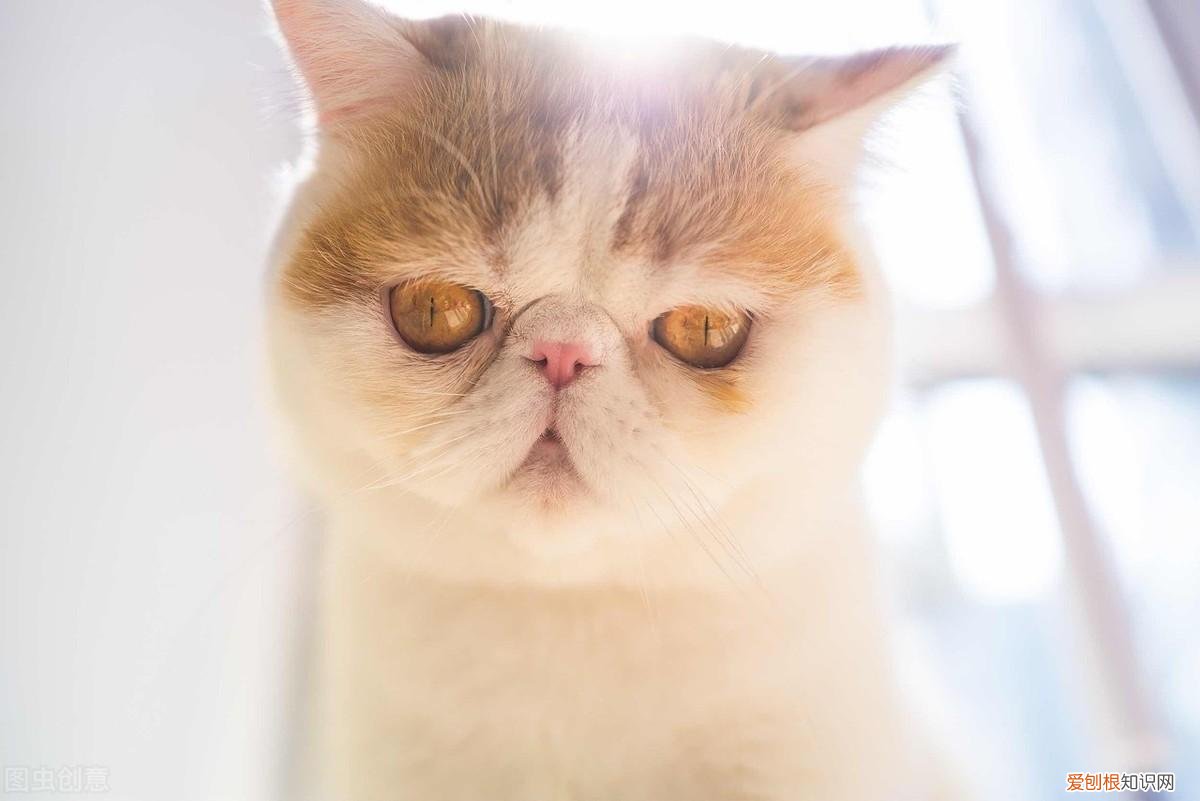 猫咪打喷嚏有鼻涕是感冒了吗，猫咪流鼻涕打喷嚏是感冒了？也有可能是鼻支，快来看看如何区分