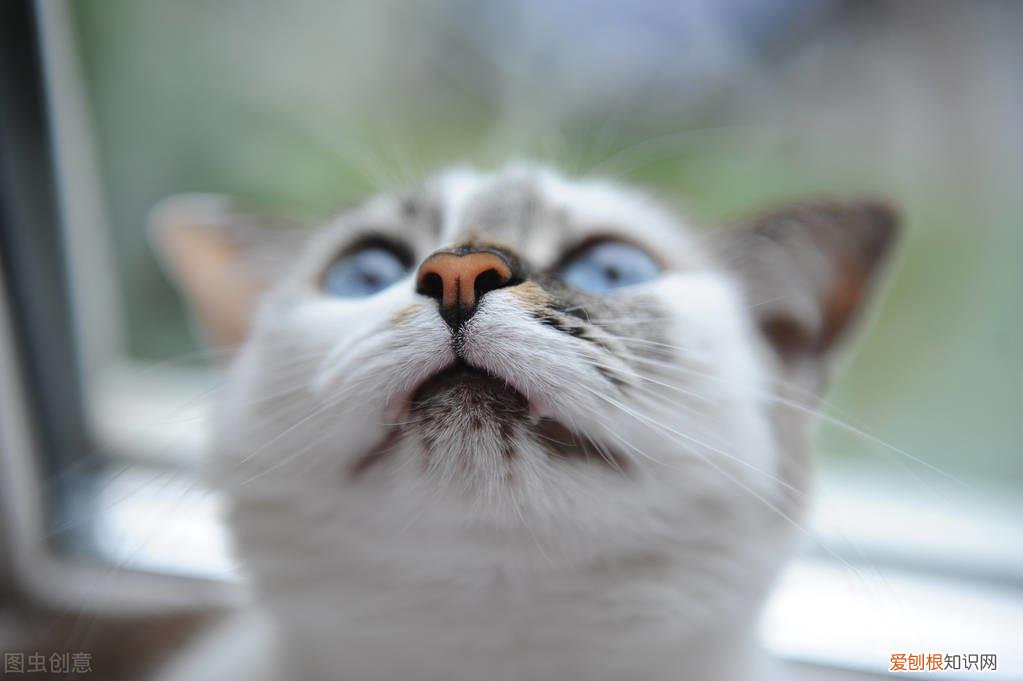 猫咪打喷嚏有鼻涕是感冒了吗，猫咪流鼻涕打喷嚏是感冒了？也有可能是鼻支，快来看看如何区分