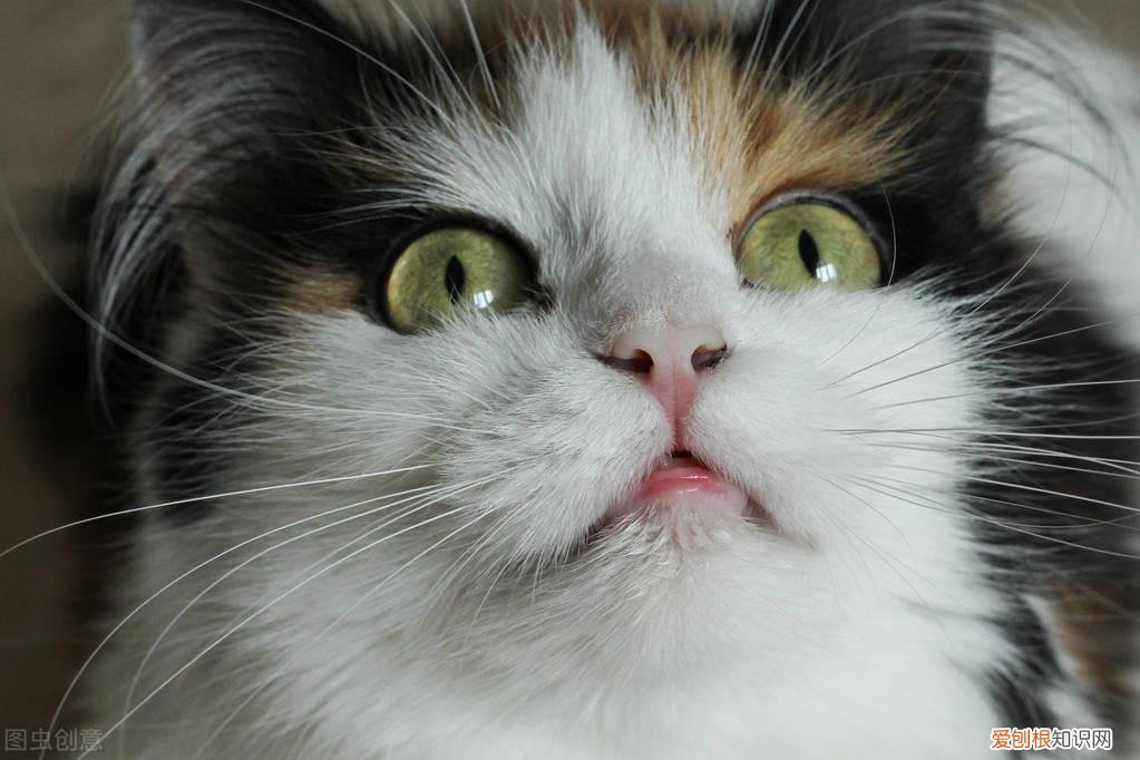 猫咪打喷嚏有鼻涕是感冒了吗，猫咪流鼻涕打喷嚏是感冒了？也有可能是鼻支，快来看看如何区分