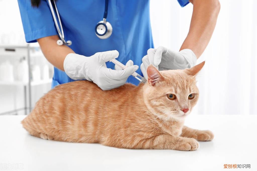 猫咪打喷嚏有鼻涕是感冒了吗，猫咪流鼻涕打喷嚏是感冒了？也有可能是鼻支，快来看看如何区分