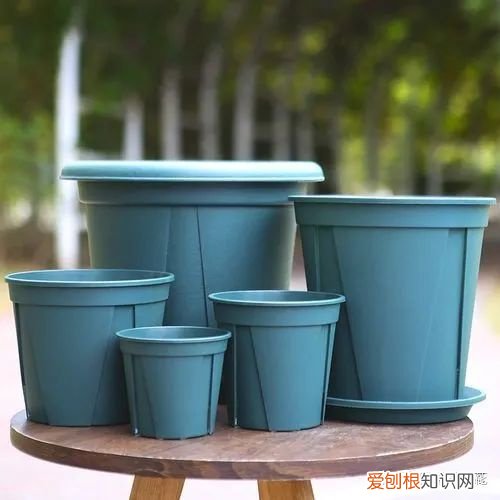 养花的基本常识,什么?养花第一步我就错了?