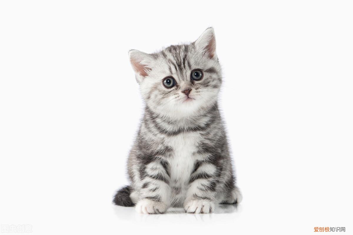 猫鼻支好了还会打喷嚏吗,猫流鼻涕打喷嚏是猫鼻支吗