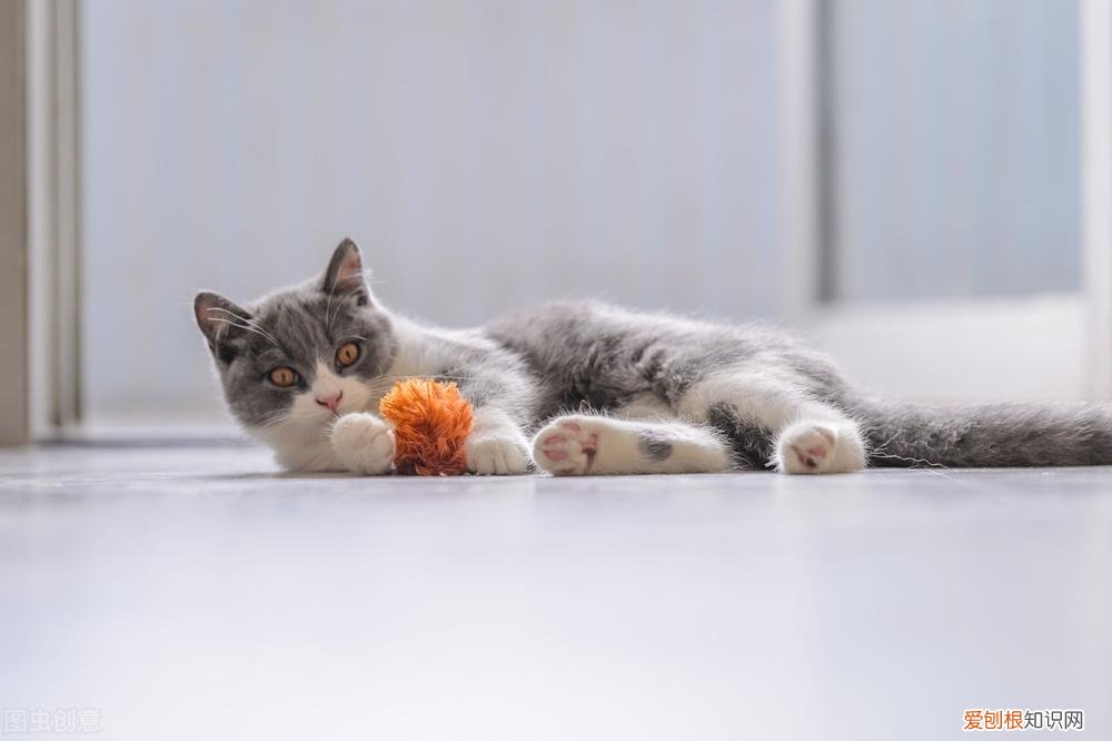猫鼻支好了还会打喷嚏吗,猫流鼻涕打喷嚏是猫鼻支吗